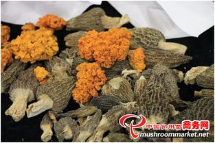 河北食用菌成2017中國·廊坊國際有機食品展新寵 初加工提升農(nóng)產(chǎn)品附加值